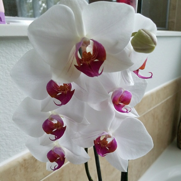 Meet your Posher, Denae - Picture 3 of 3